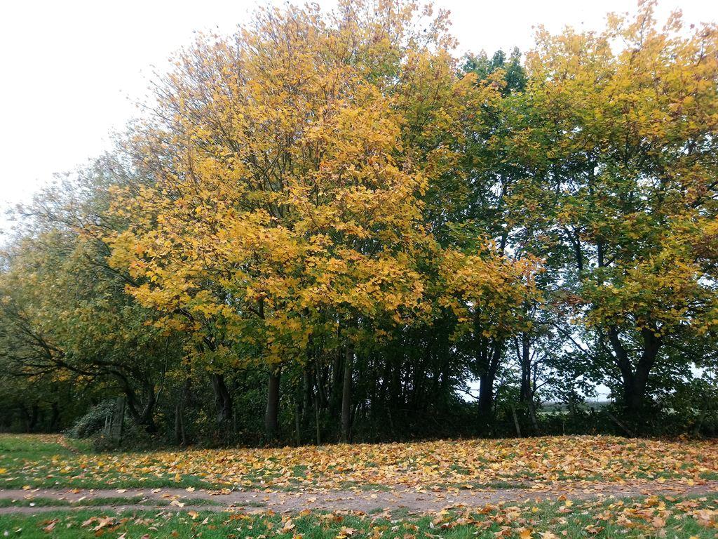 yellowtree