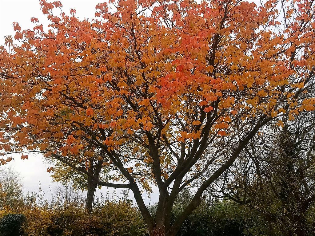 orangetree