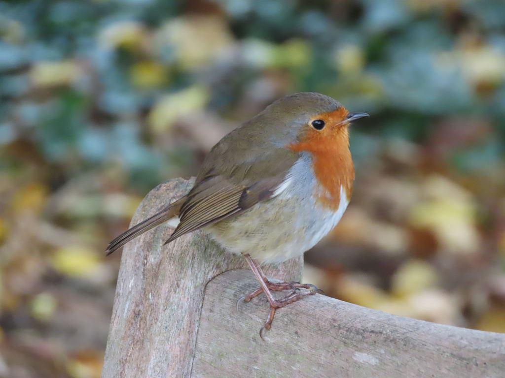 robin2