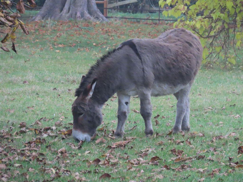 donkey1
