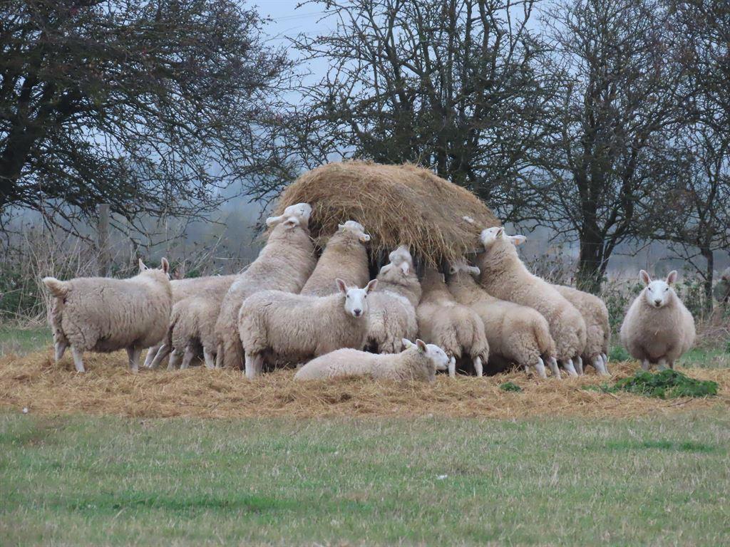 woollies