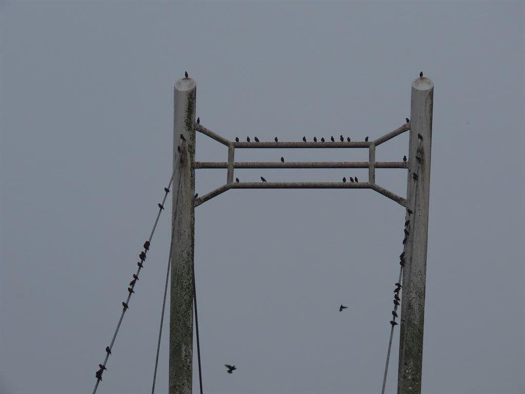 birds
