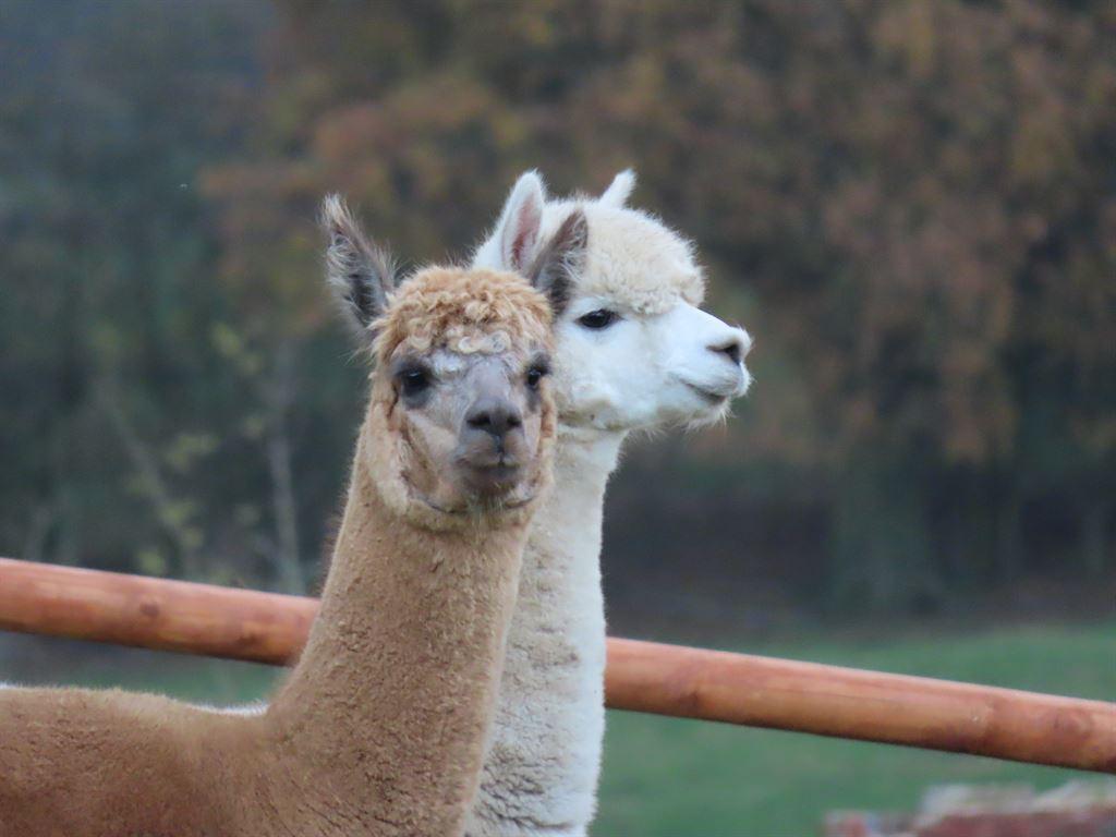 alpacas1