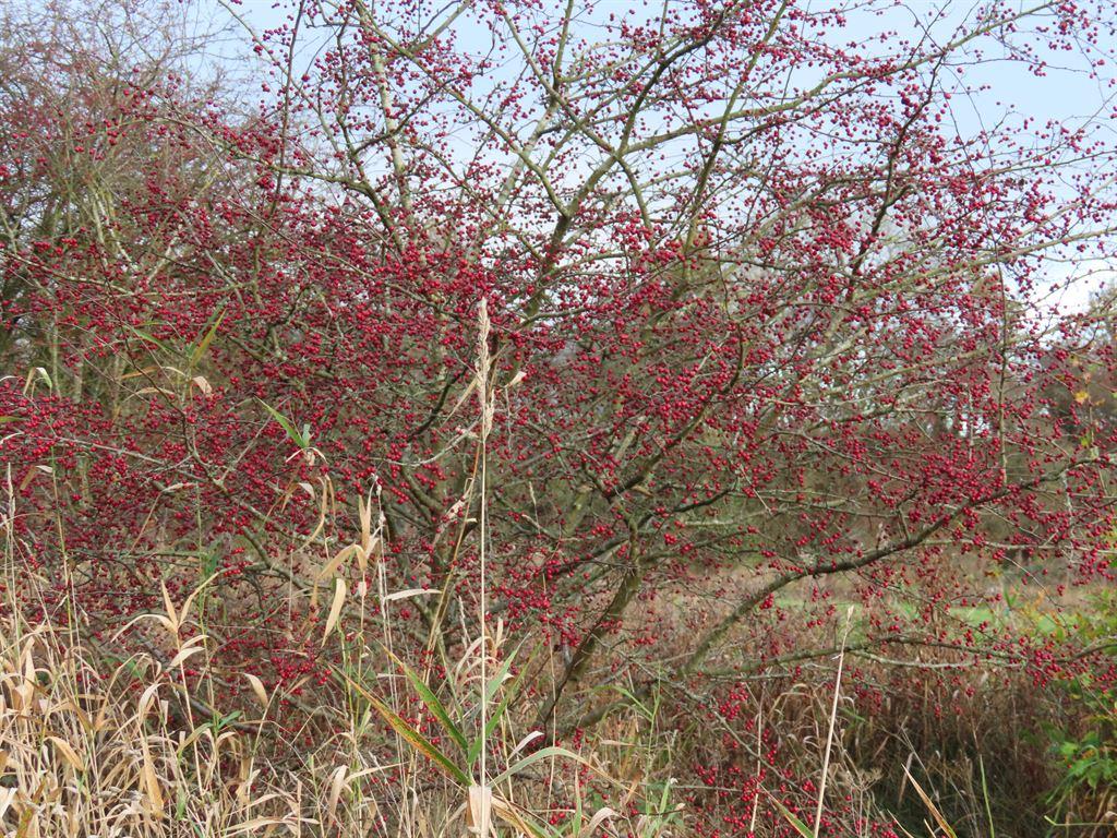 berries