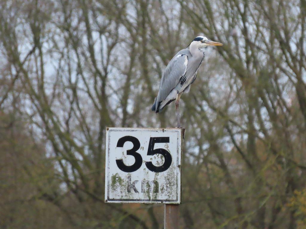 heron