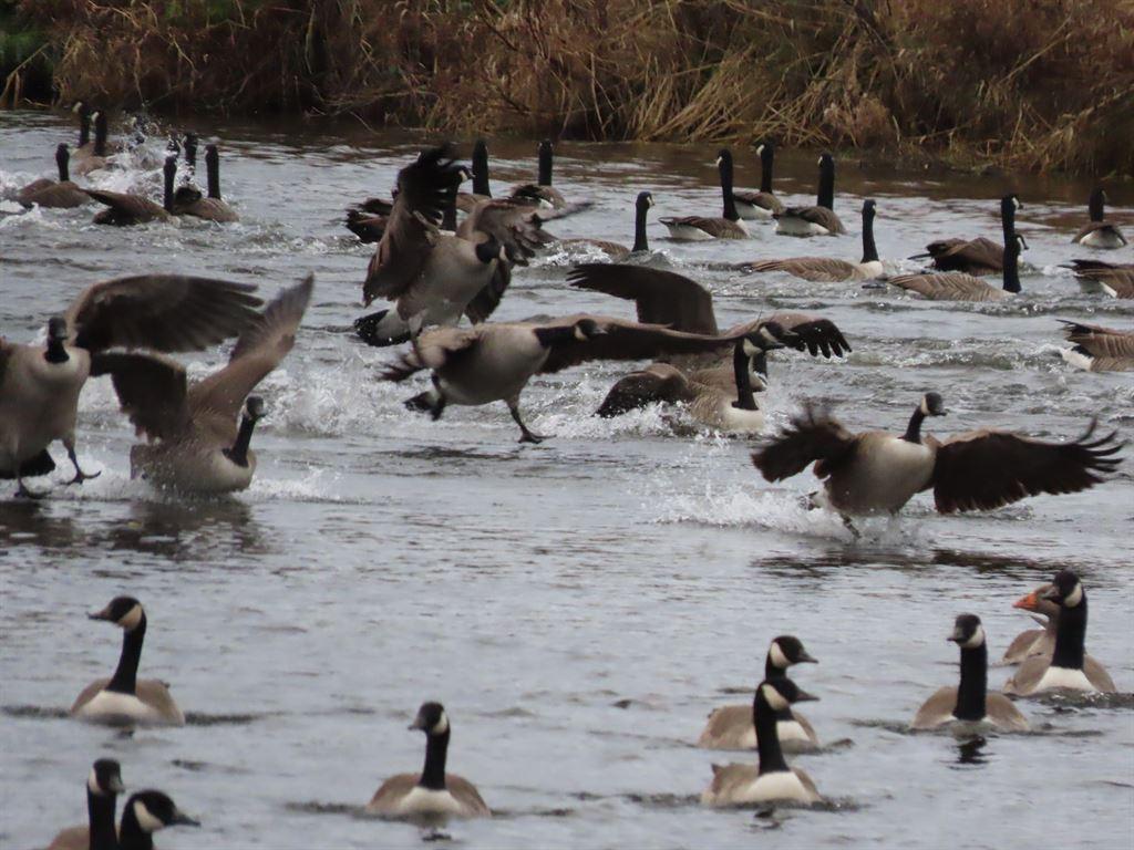 geese2