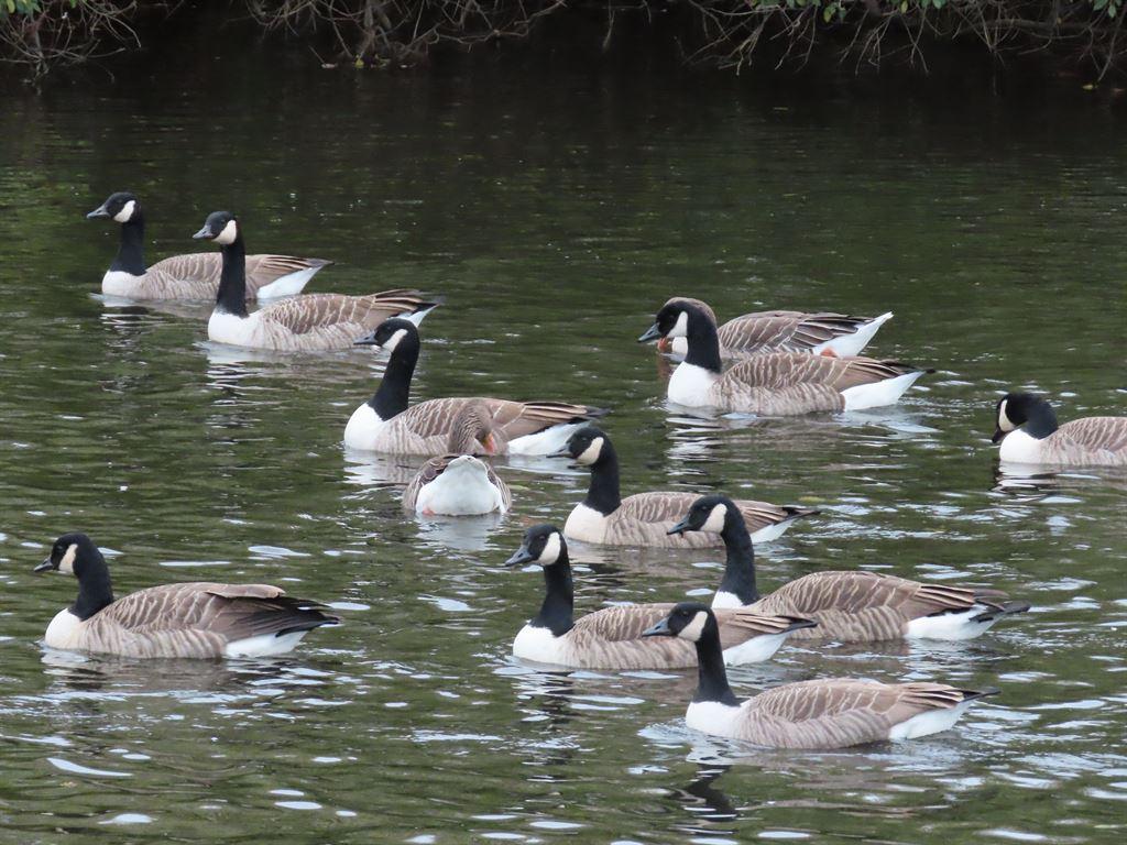 geese4