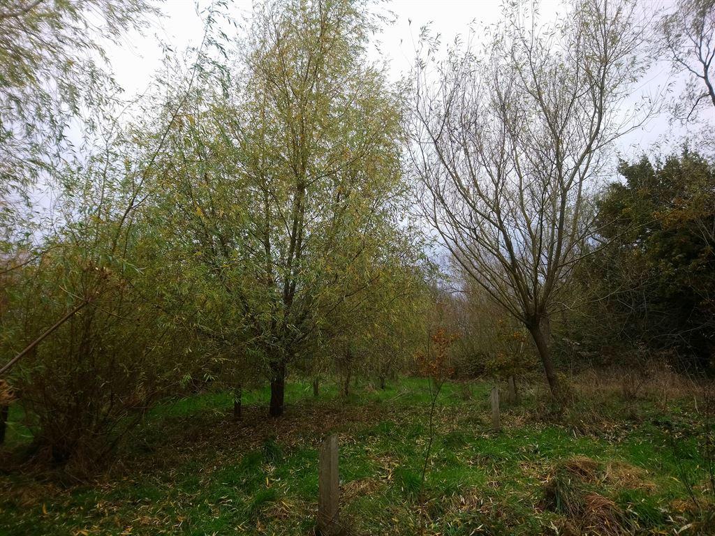 willow3