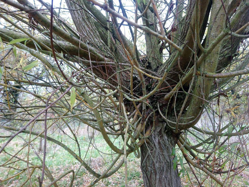 willow4