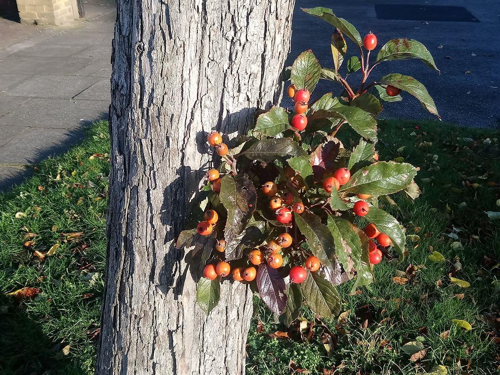 berries