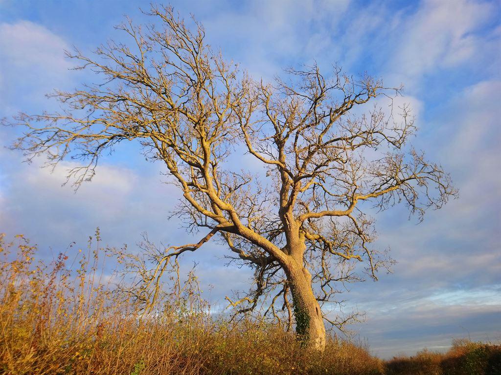tree