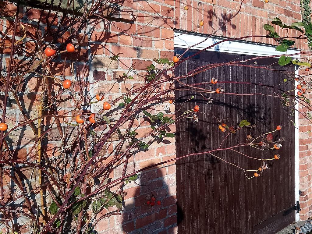 berries