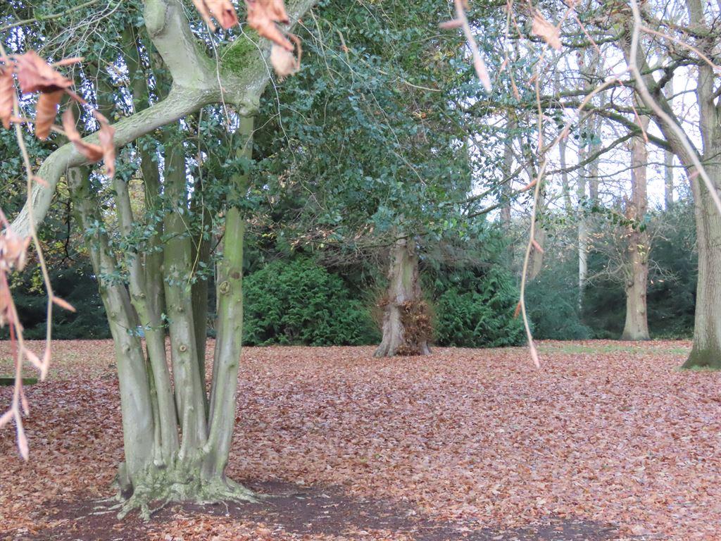 leafcarpet