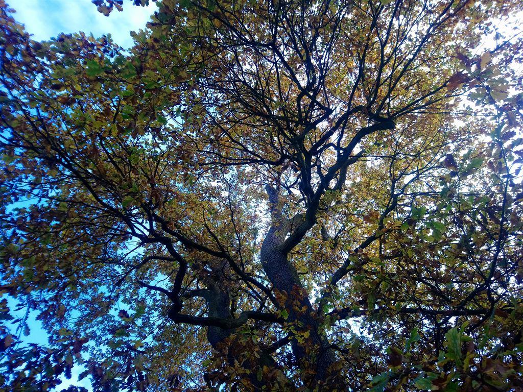 treetops