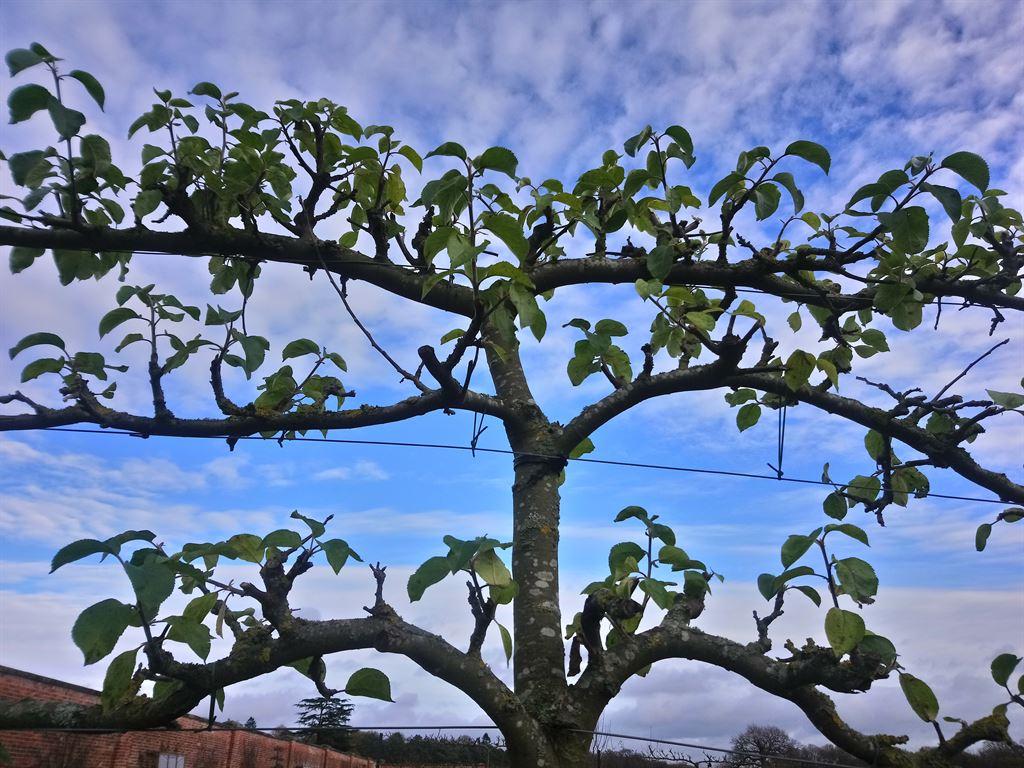 vines2