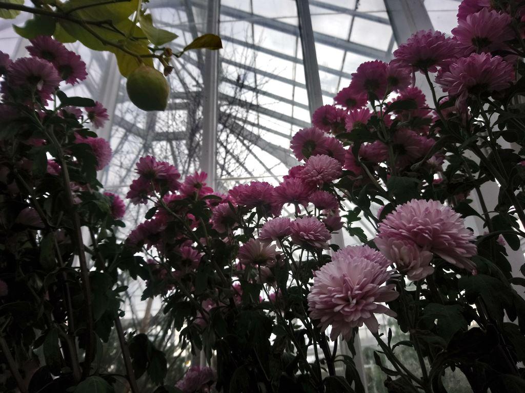 greenhouse1