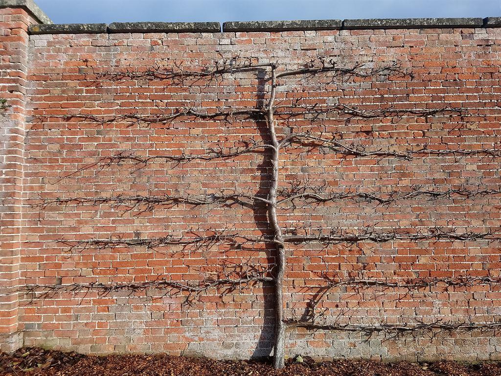 wall