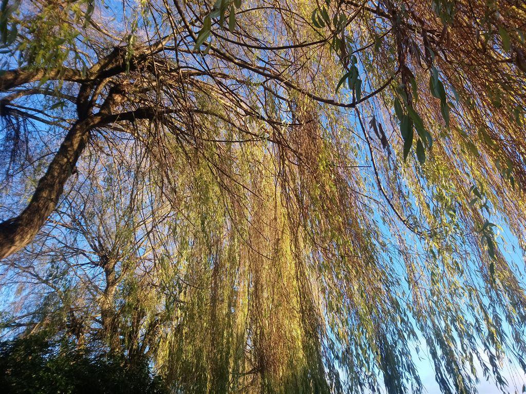 willow
