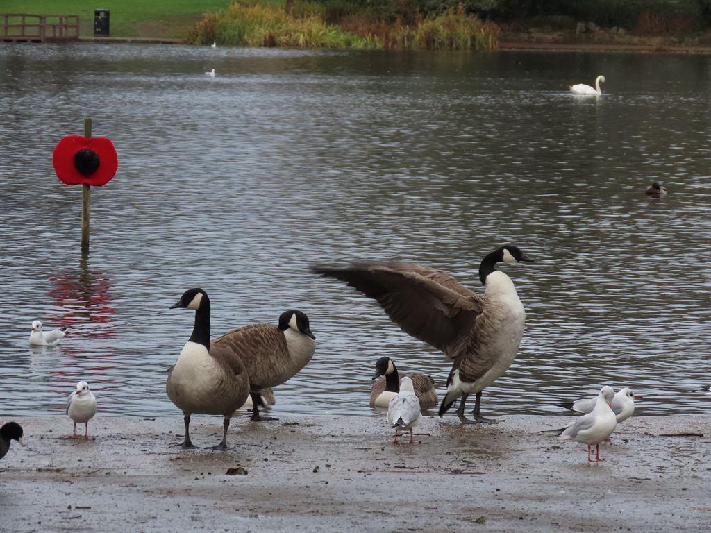 birds