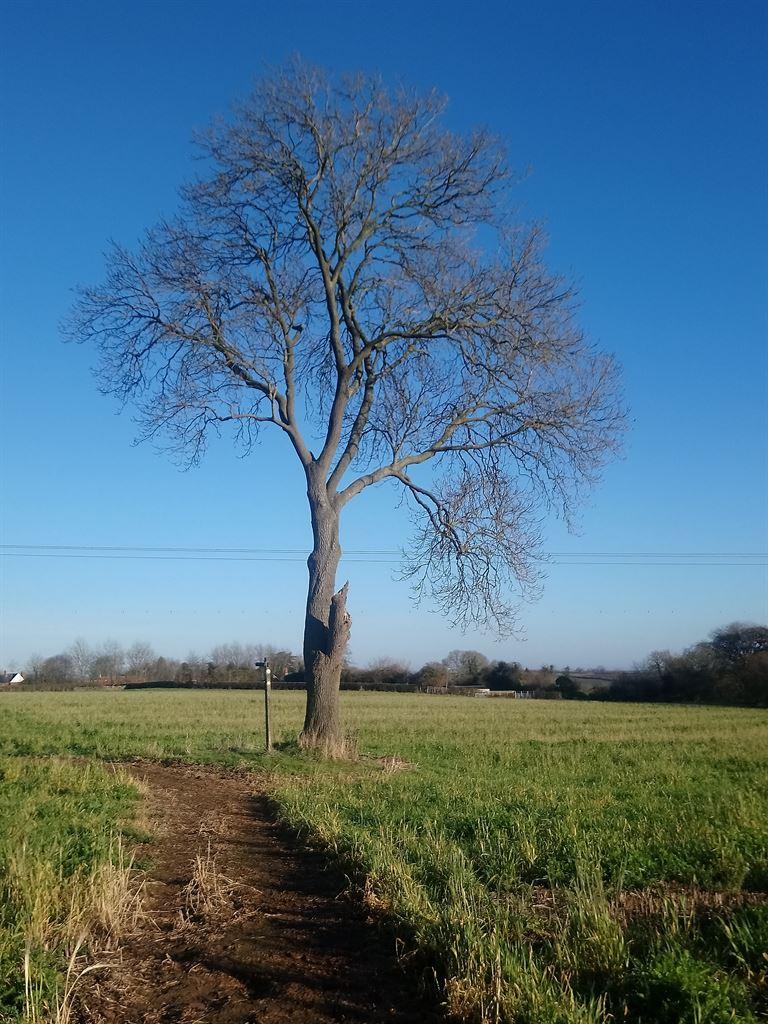 tree