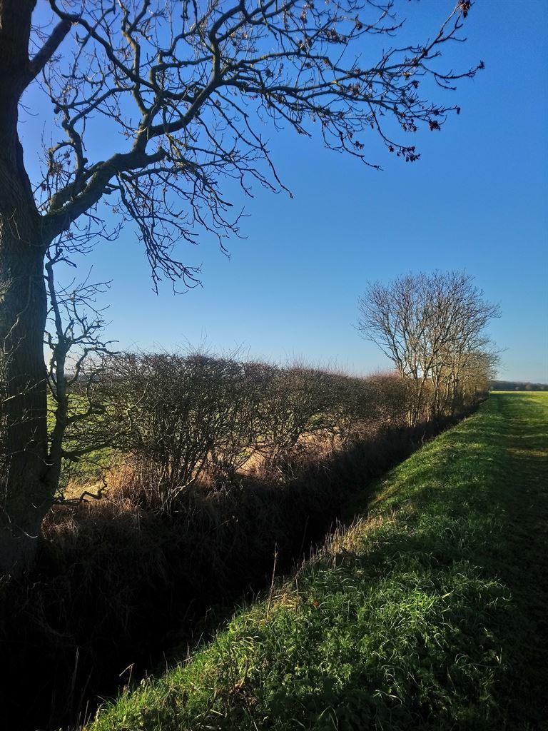 ditch