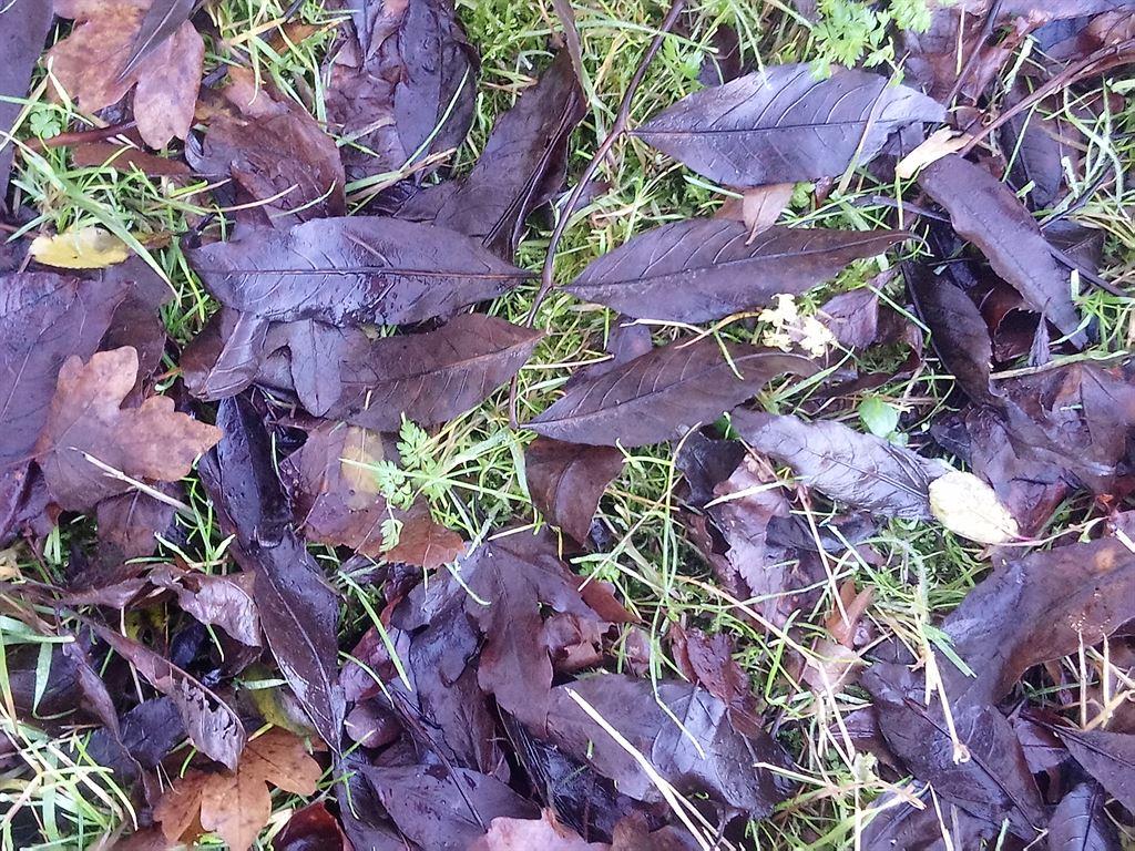 leaves