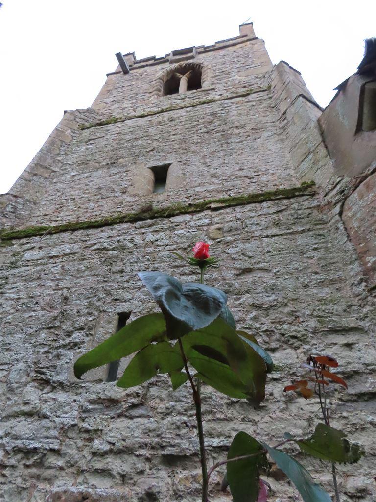 tower&rose