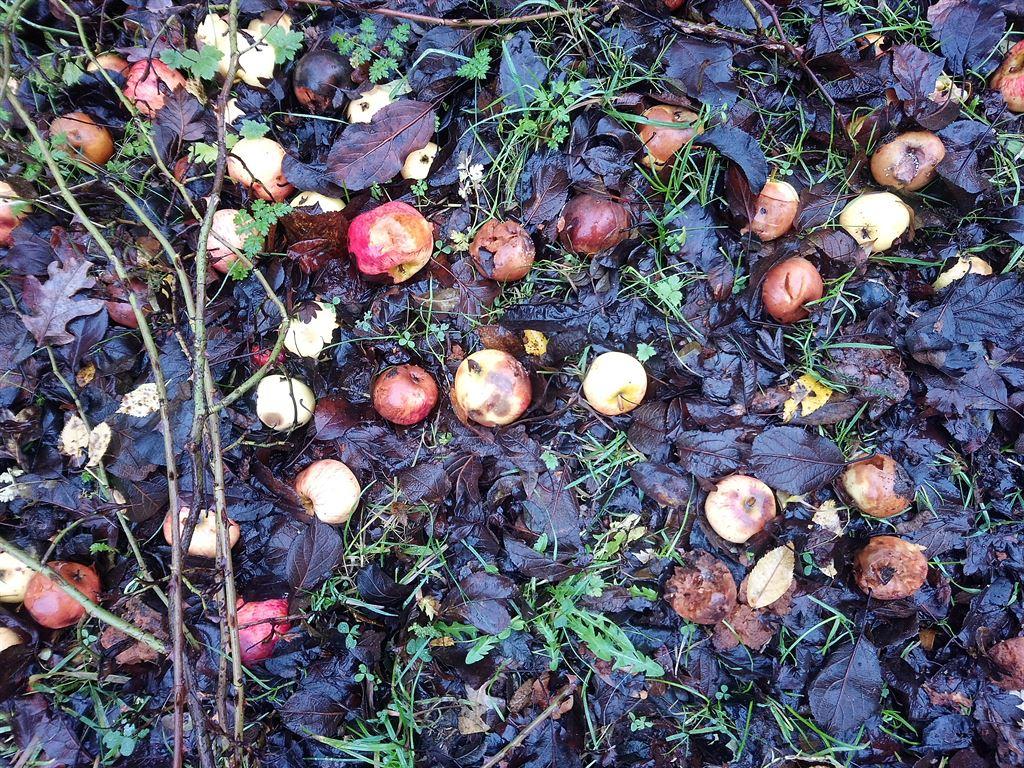 apples1