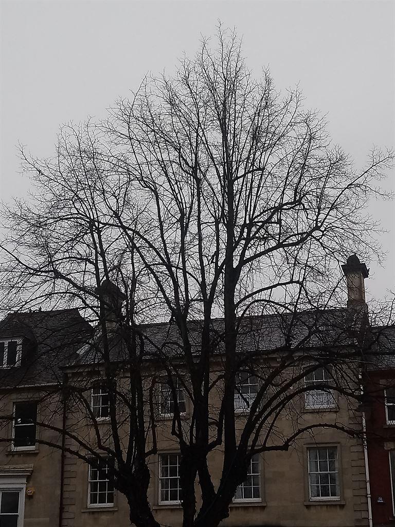 tree