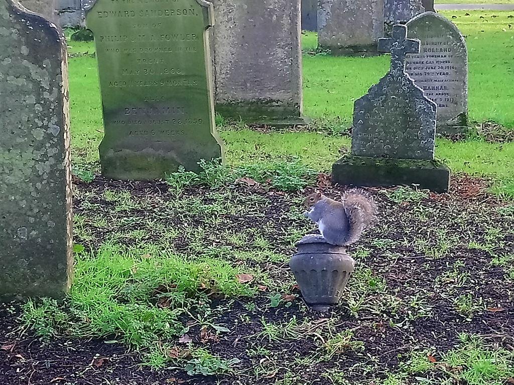 squirrel