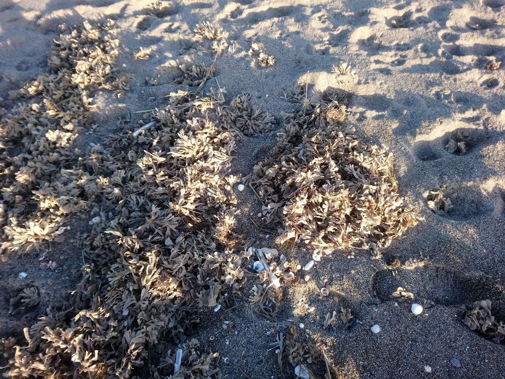 seaweed
