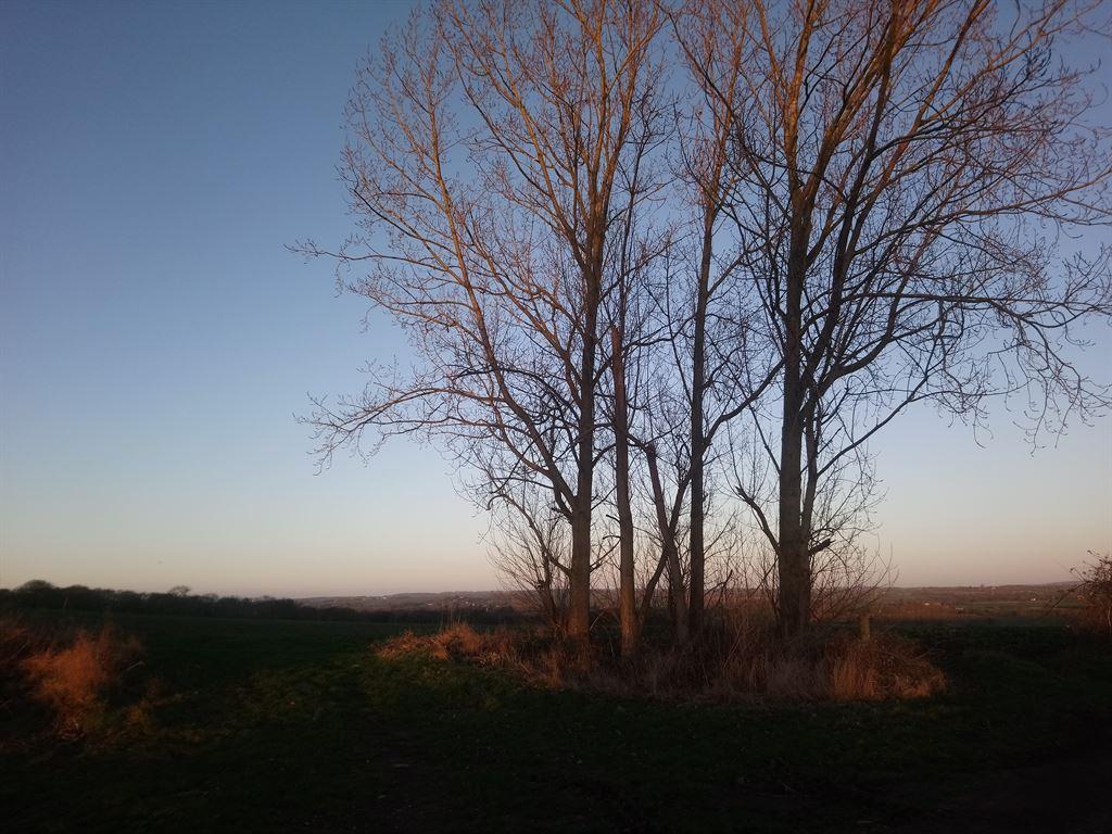 trees