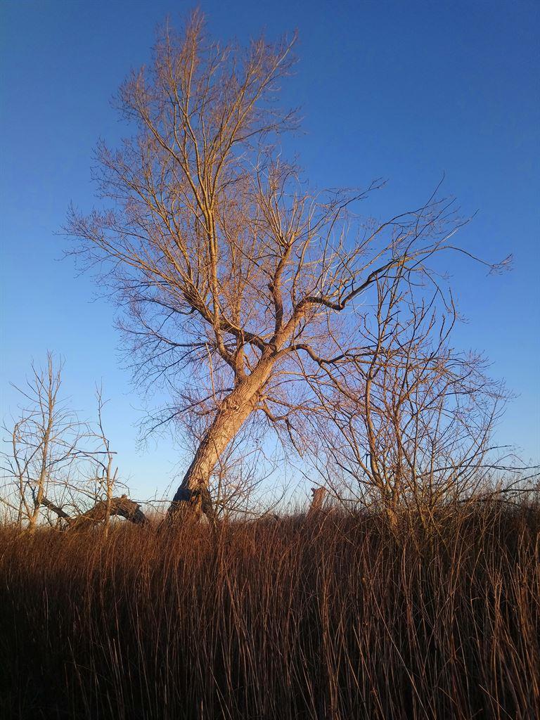 tree