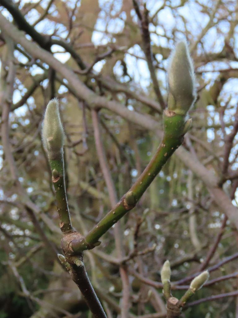 buds