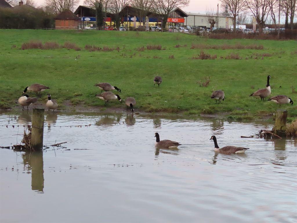 canadageese