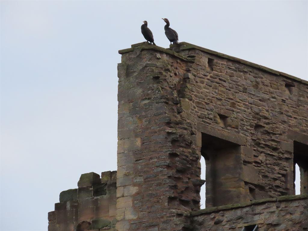 cormorants1