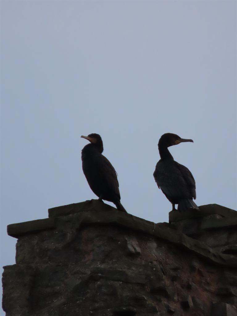 cormorants2
