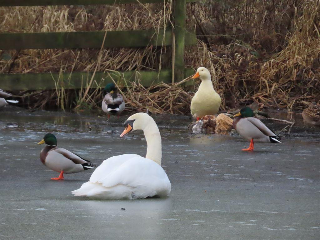 birds