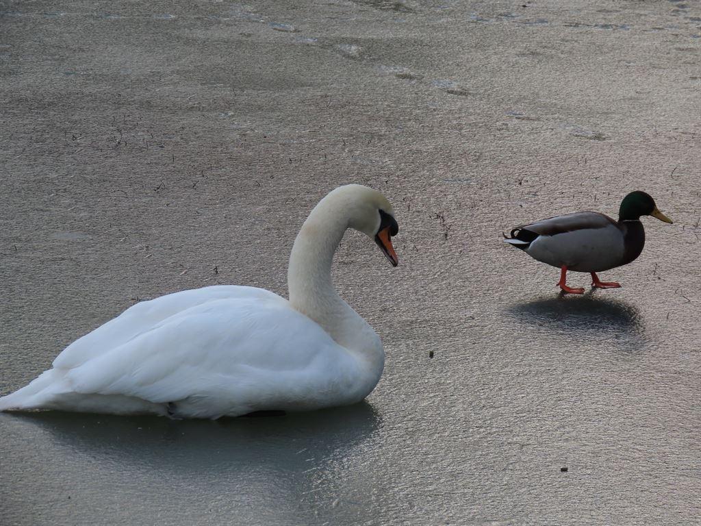 swan&duck