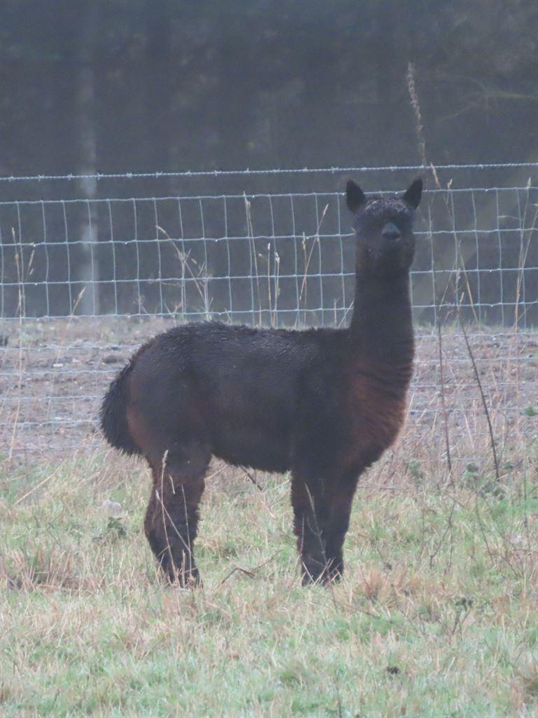 llamas2