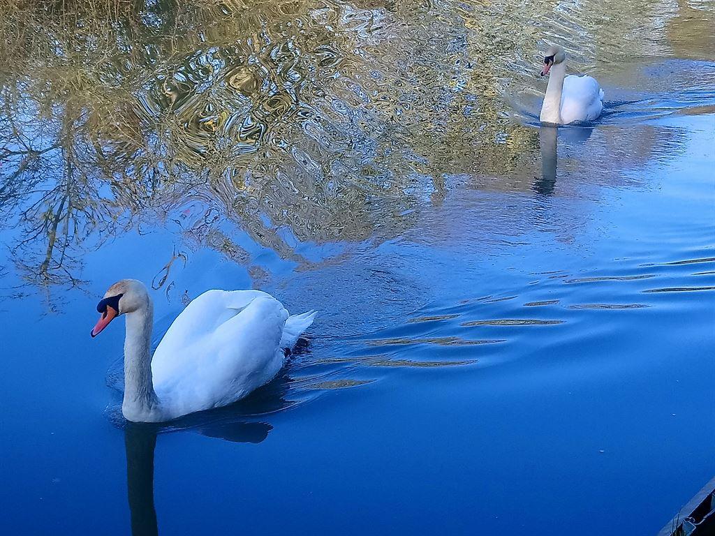 swans