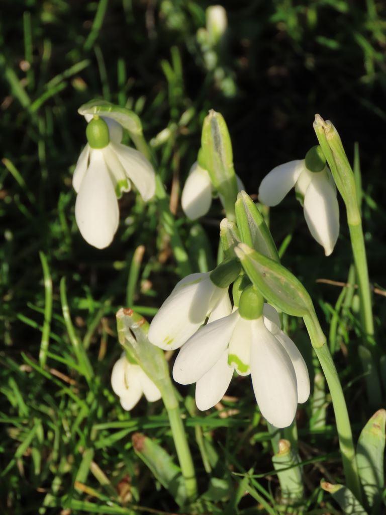 snowdrops