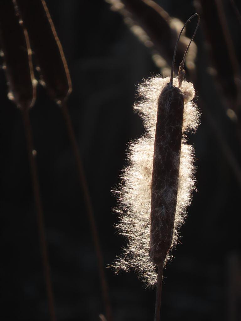 bullrush1