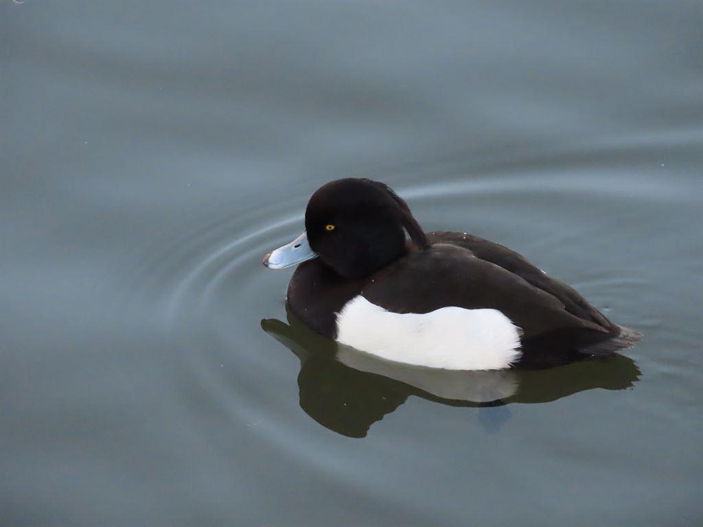 tuftedduck