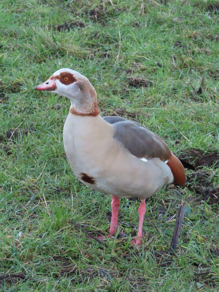egyptiangoose
