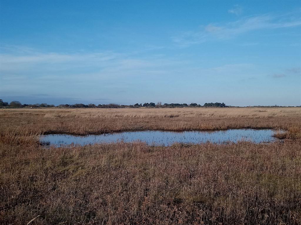 pond2