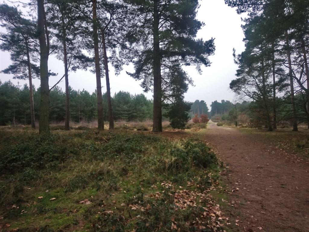 plantation1