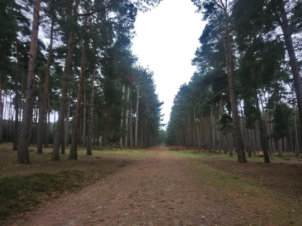 plantation2