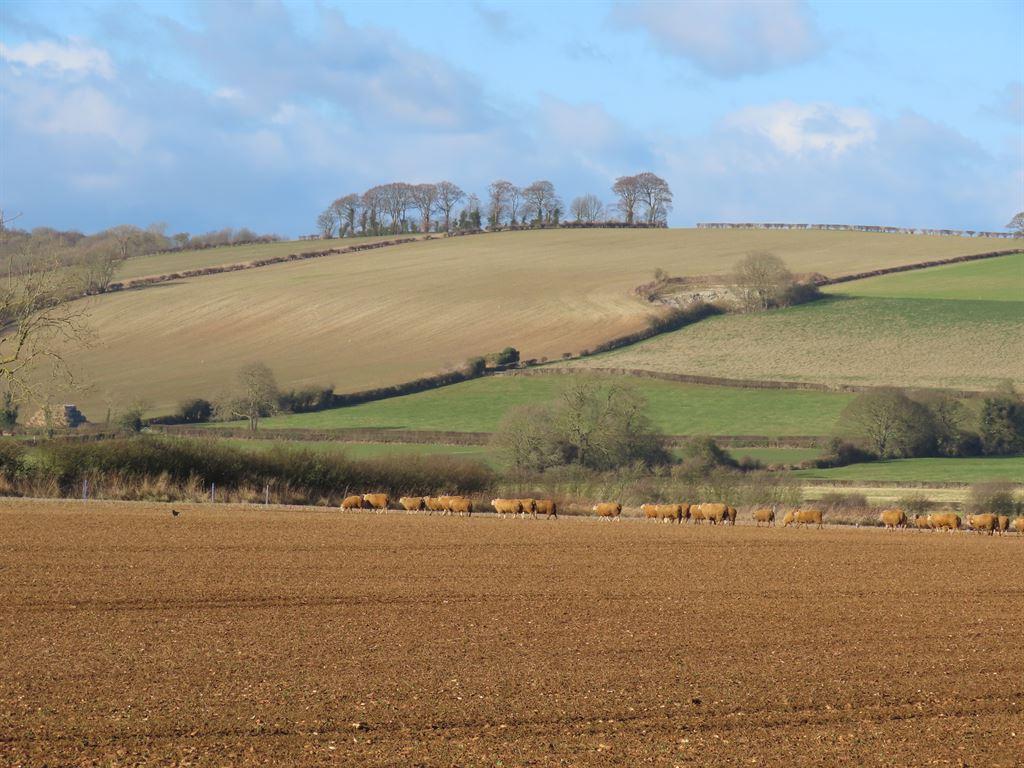 fields