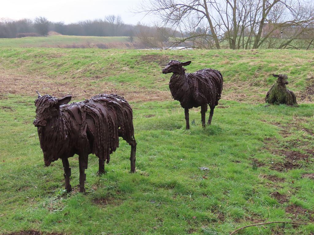 sheep1